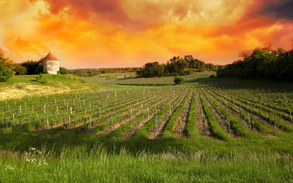  Vineyards of Saint Emilion, Bordeaux 