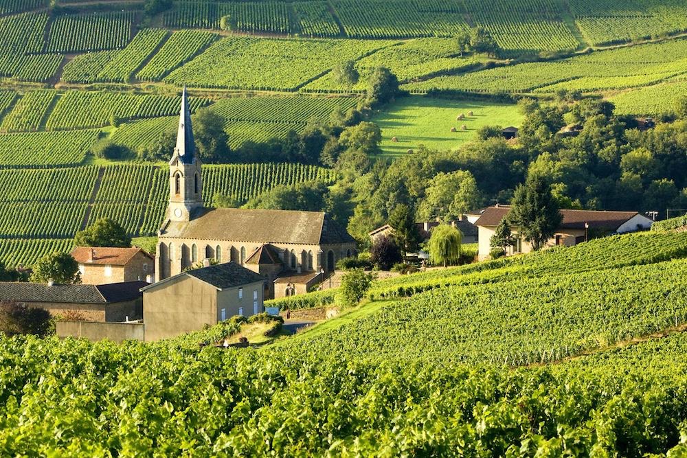  Burgundy Vineyards 