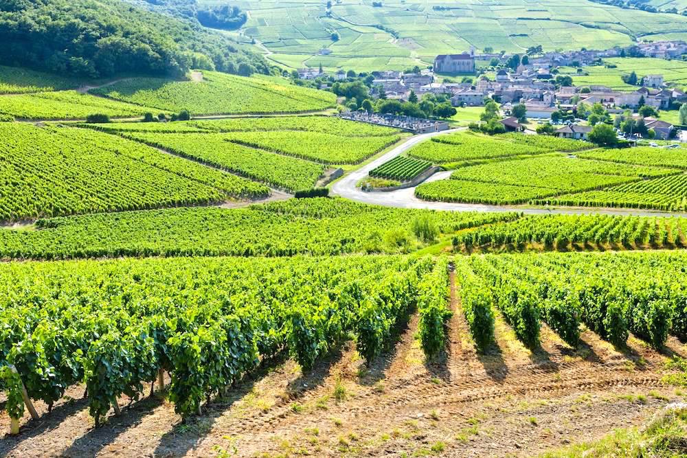  Vineyards near Fuisse 