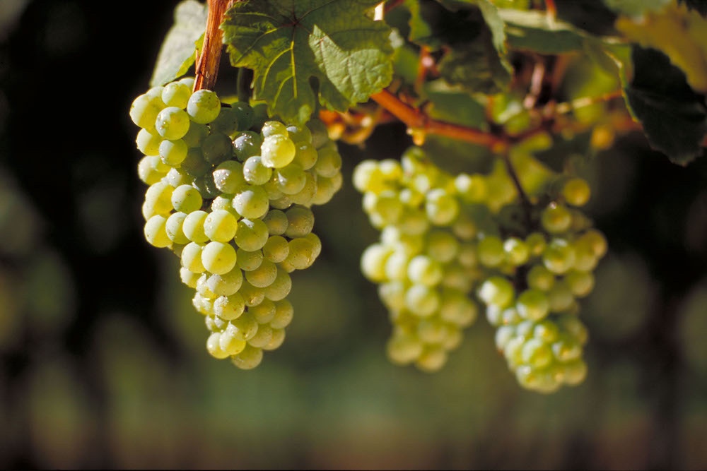  Alsace Riesling Grapes 