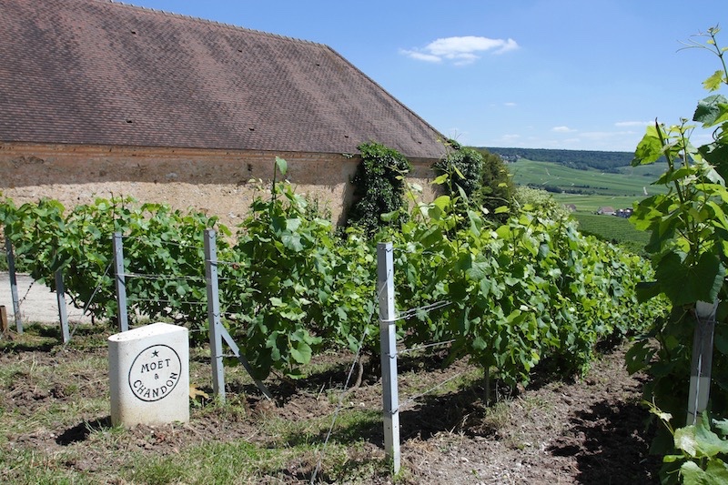  Moet et Chandon vines 