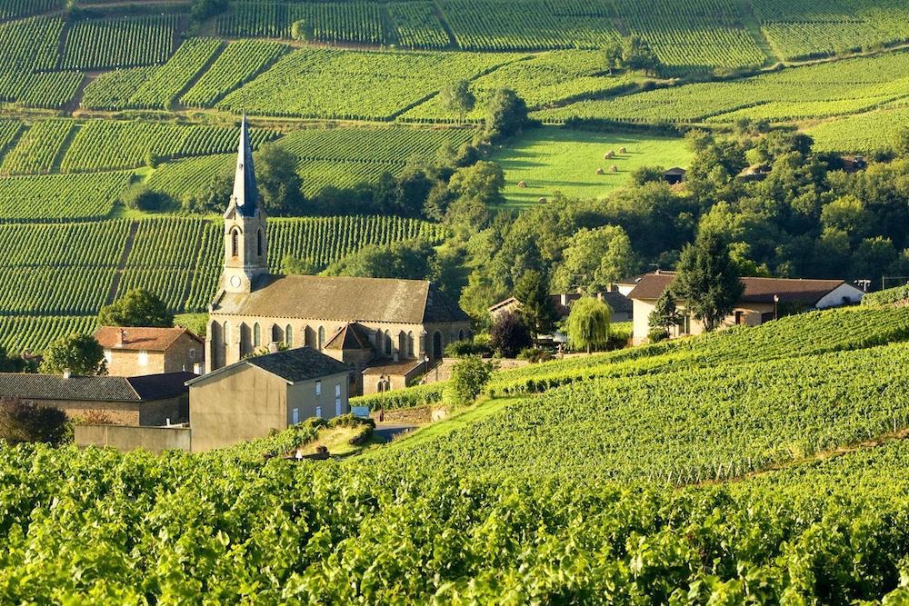 Burgundy Vineyards