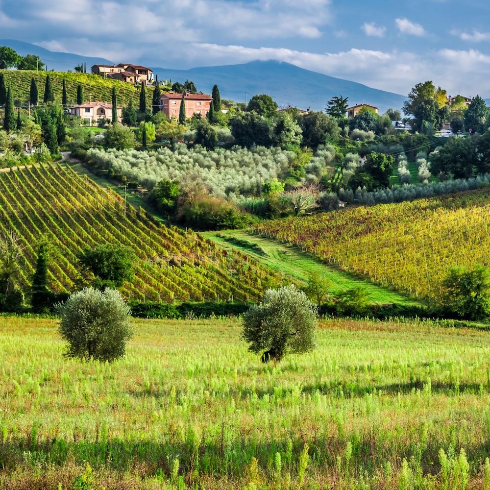  Tuscan Vineyards 