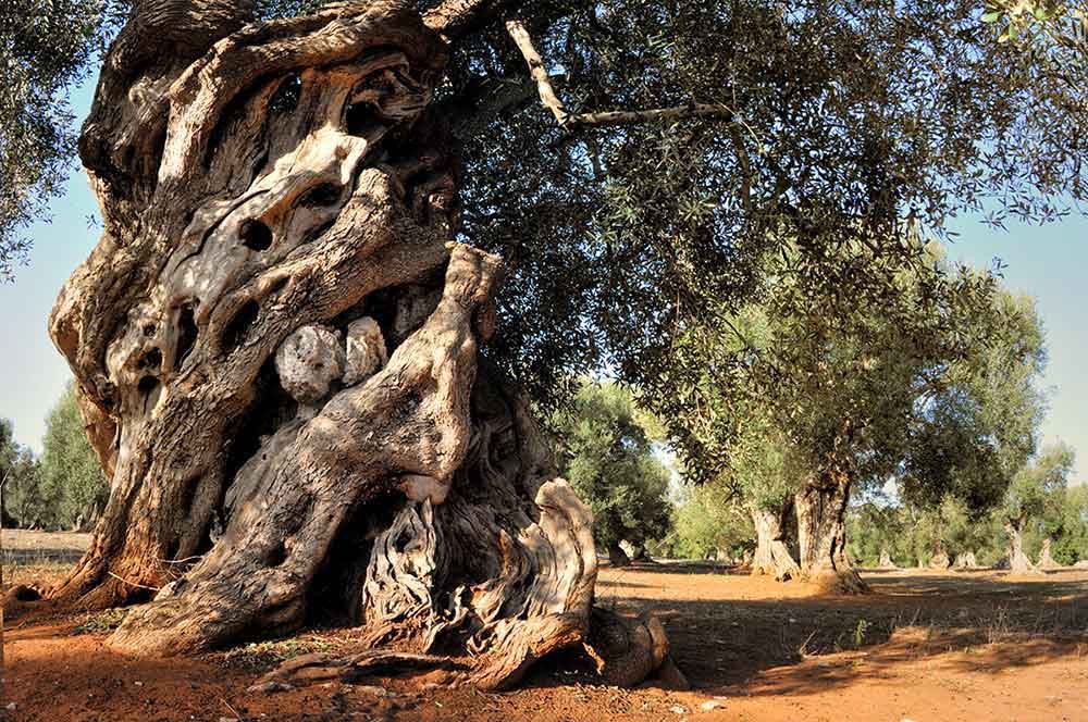  Puglia's Ancient Olive Trees 