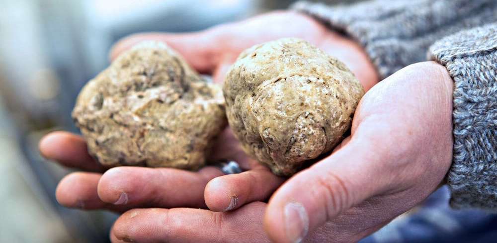  White Truffle from Alba (Piedmont) 