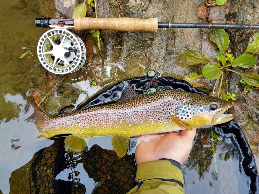  Fly fishing in Tuscan-Emilian Appenines 