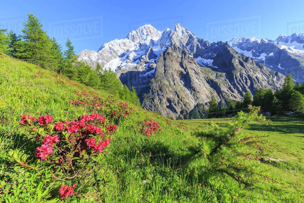  Rhododendrons in bloom in Courmayeur, Aosta Valley, Italy 