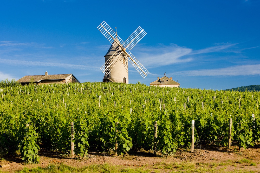   vineyards with windmill, Rhone Valley 