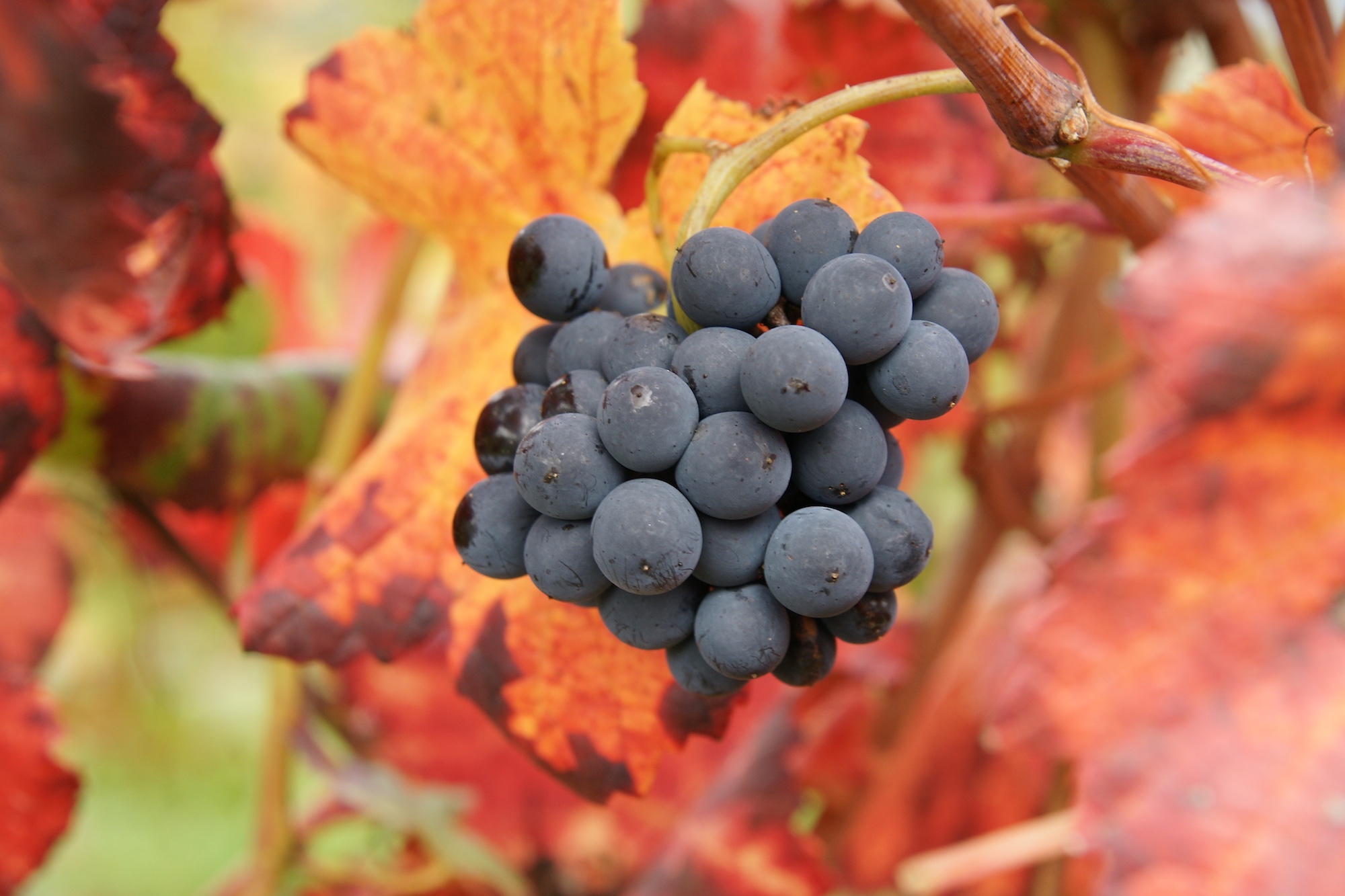 Rhone Valley Grapes