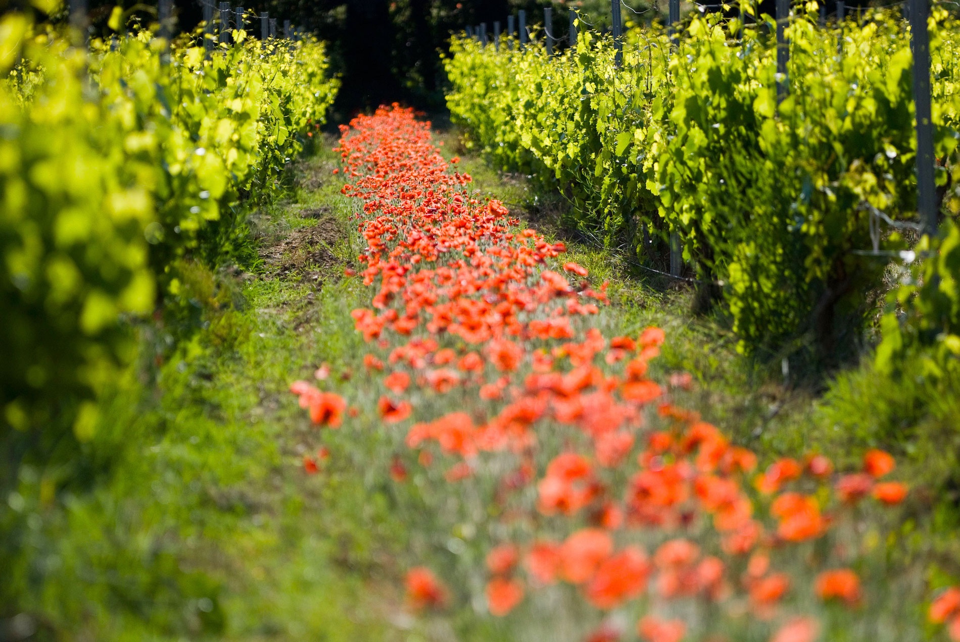 Rhone Vineyard