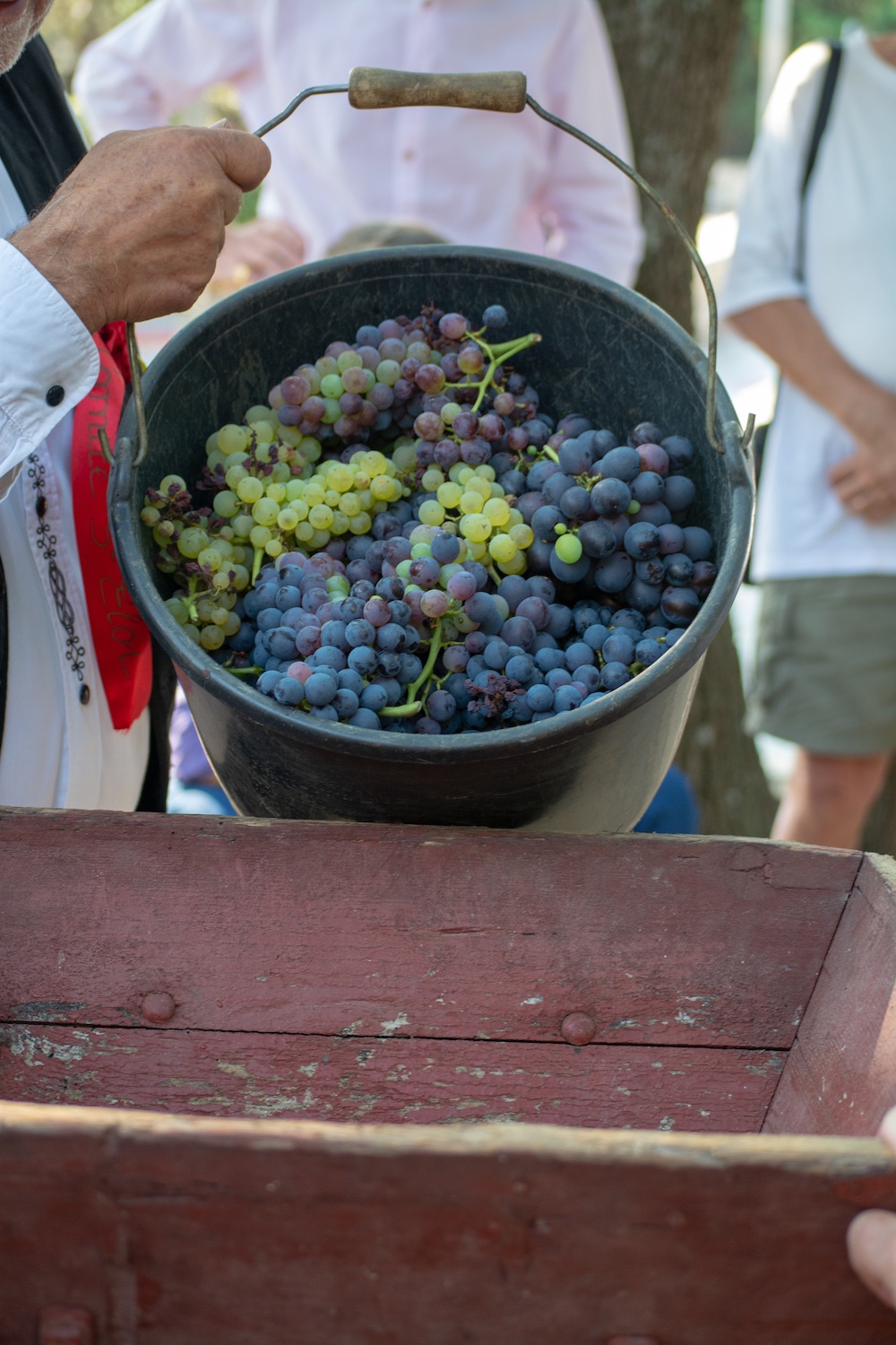 Rhone Grape Harvest