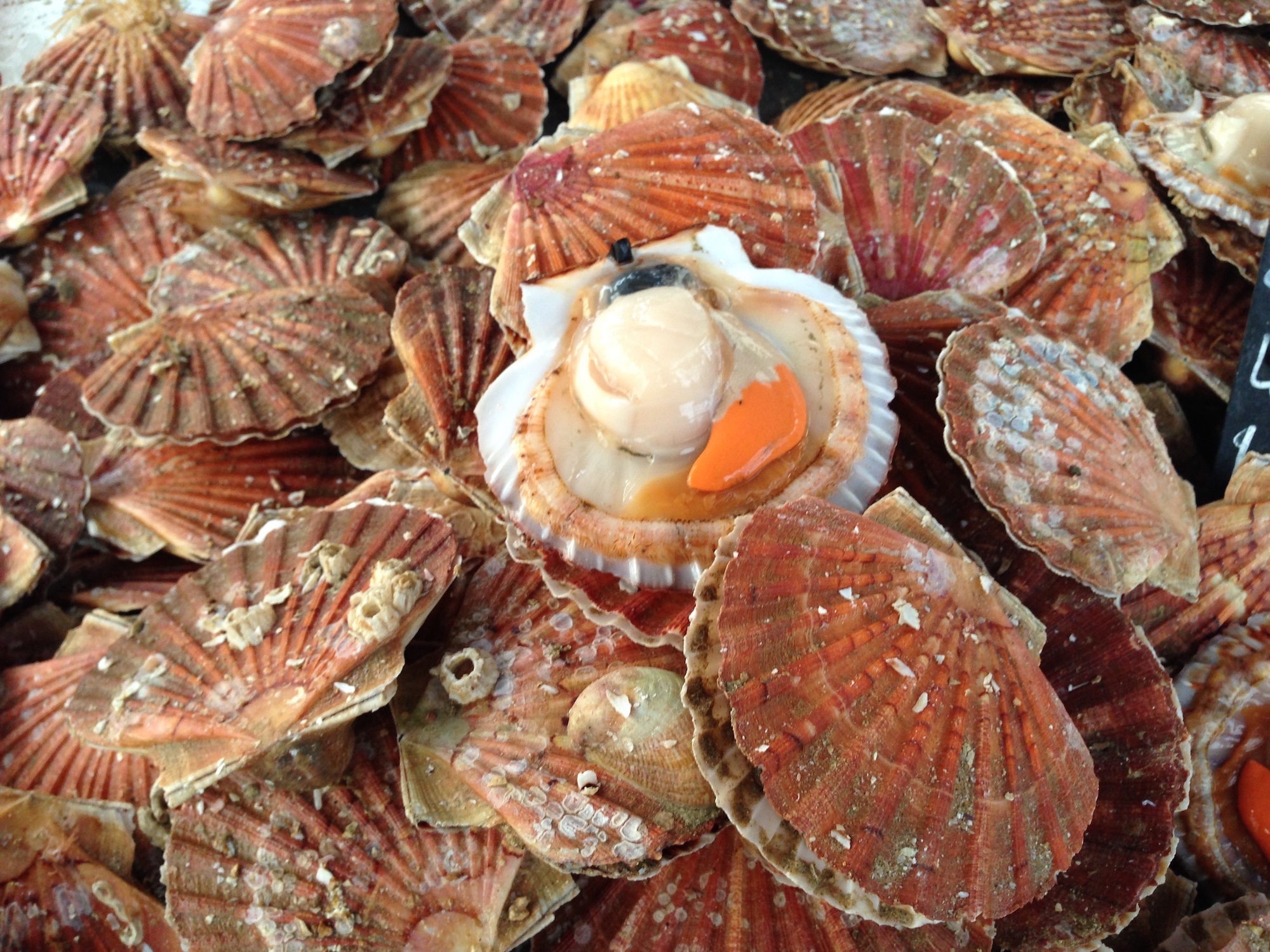 Coquilles Saint Jacques De Normandie