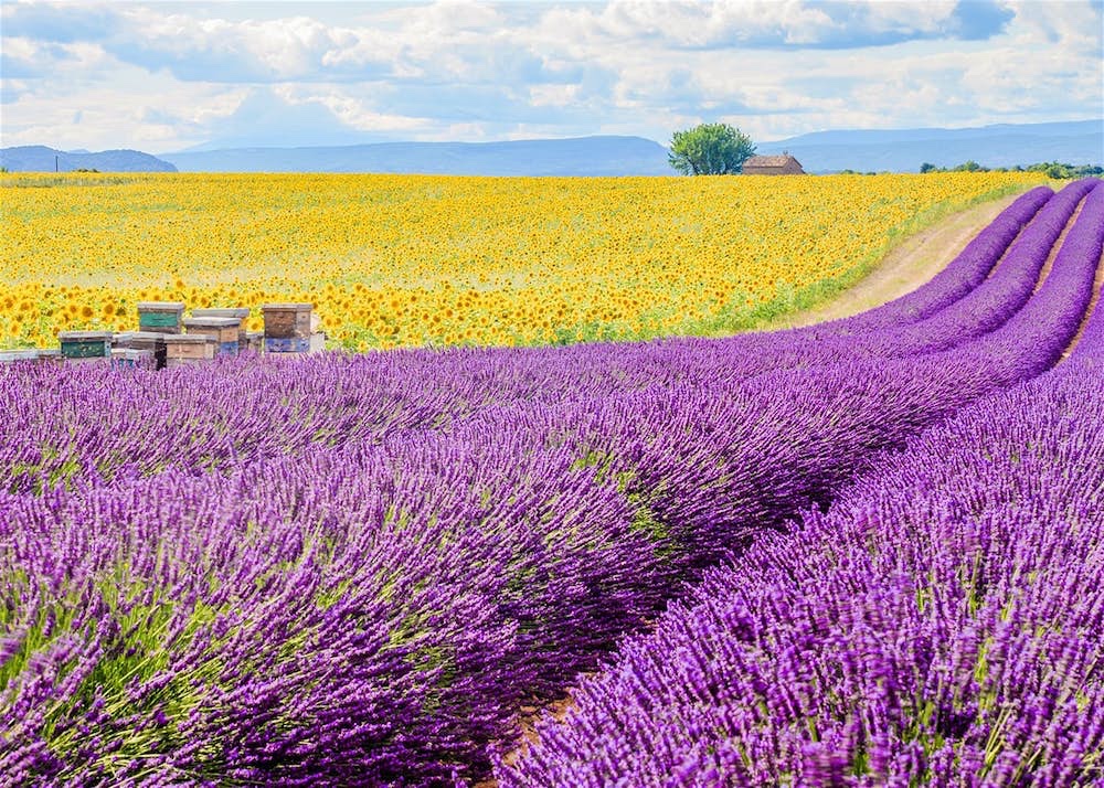  Provence Lavender & Sunflowers 