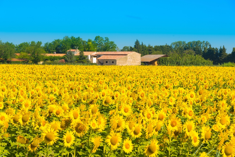  Sunflowers of Provence 