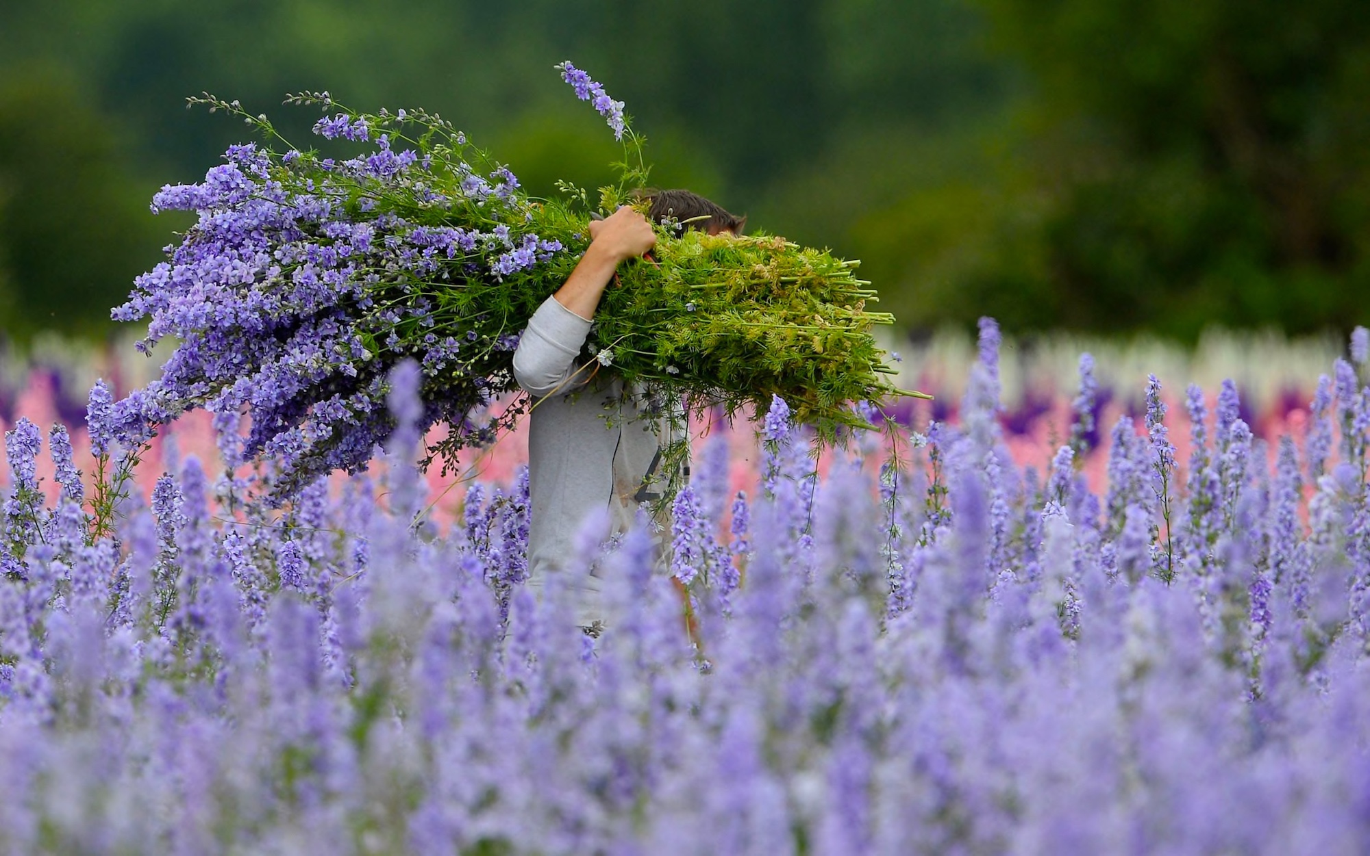 Harvesting French Lavender
