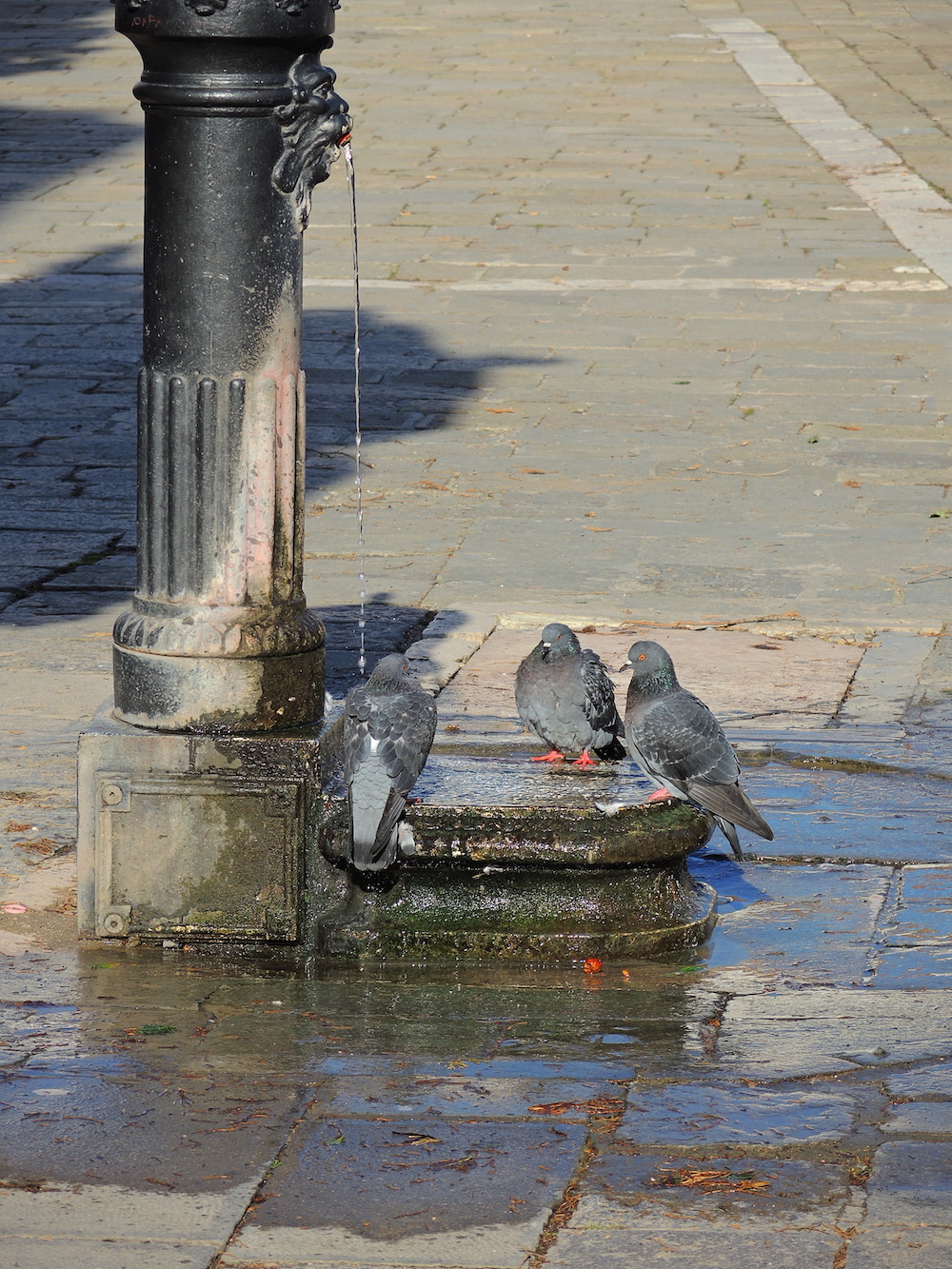  Bird Bath 